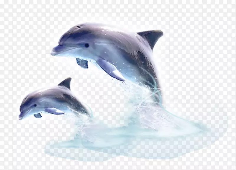 普通宽吻海豚短喙公海豚