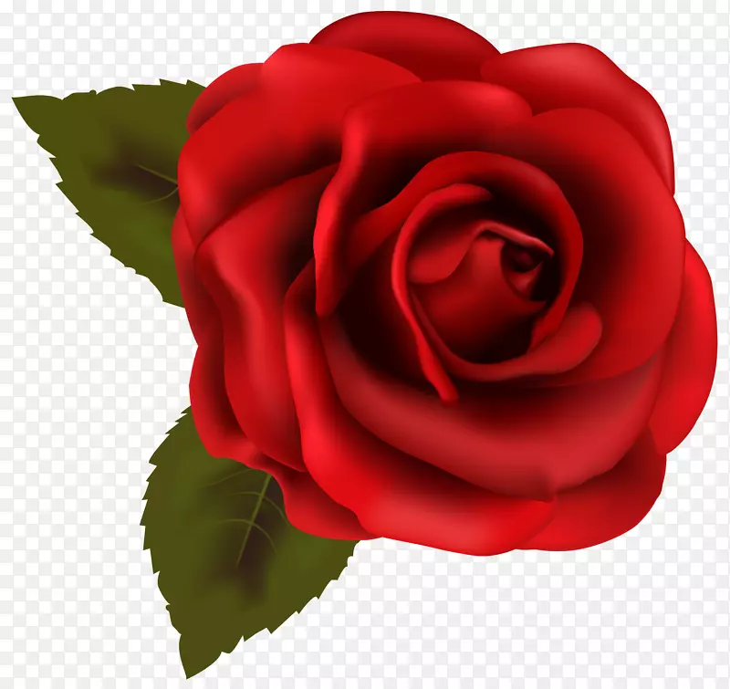 玫瑰红色剪贴画-美丽的红玫瑰透明PNG剪贴画图像