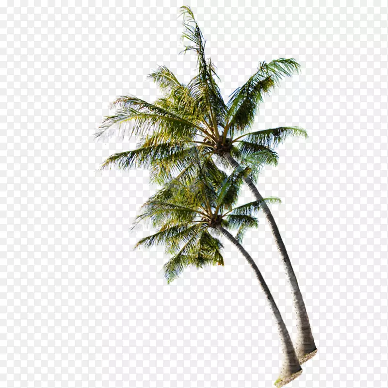 海滩树椰子树夏日海滩上的椰子树