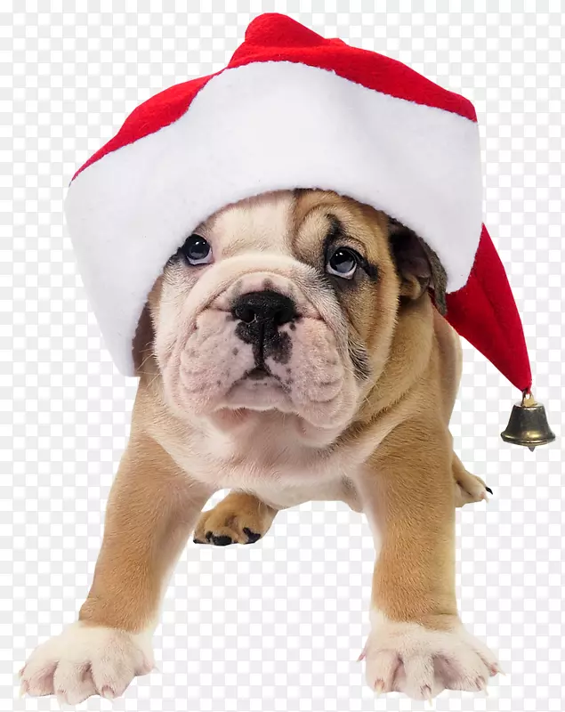 法国斗牛犬玩具，圣诞老人小狗-带圣诞老人帽子的可爱狗，透明的PNG图片
