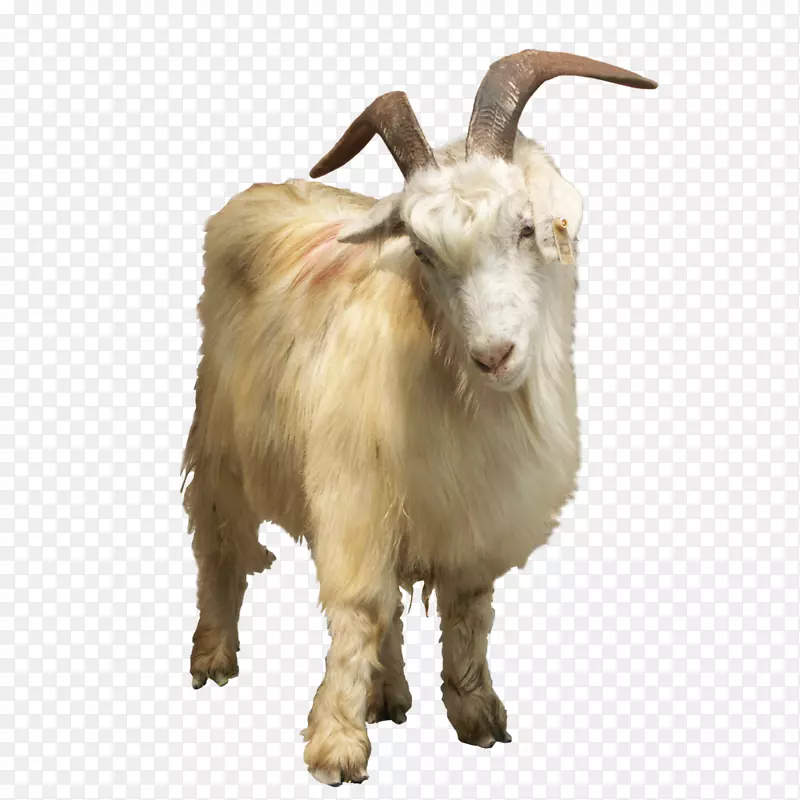 野生山羊-动物山羊元素