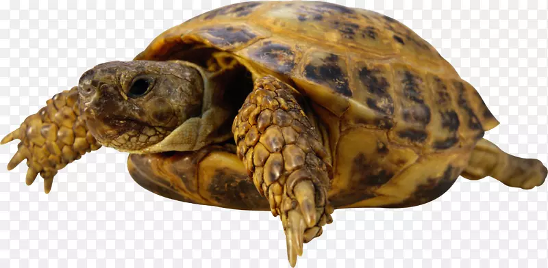 海龟查科龟-龟PNG