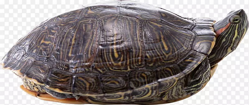 海龟壁纸-海龟PNG