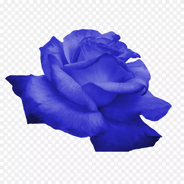 玫瑰花-蓝色花