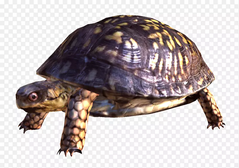 龟甲剪贴画-海龟PNG