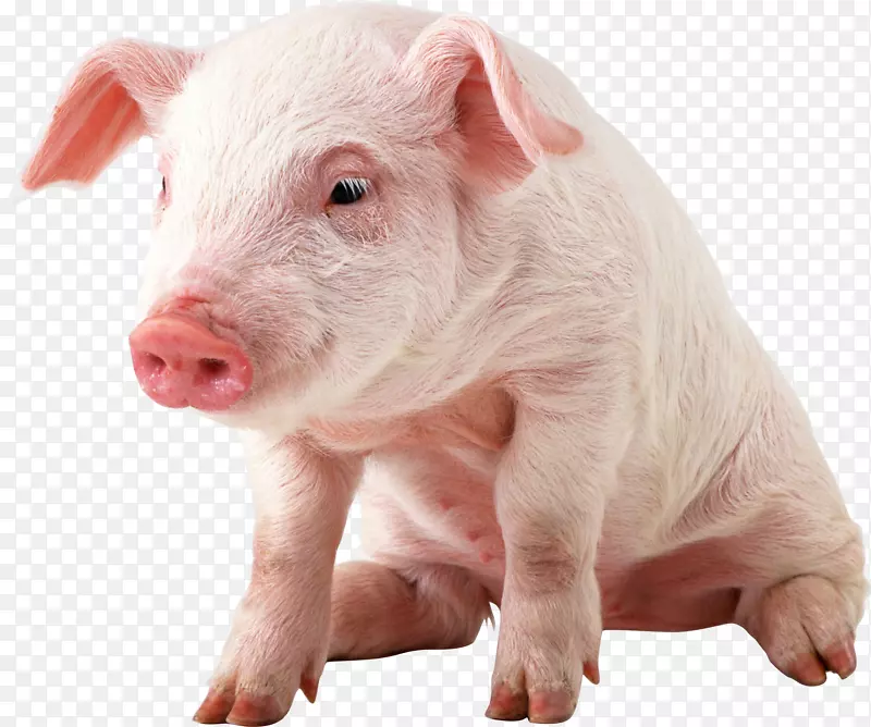 猪墙纸-猪PNG图像