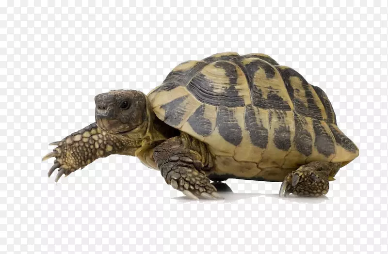 海龟爬行动物-海龟PNG
