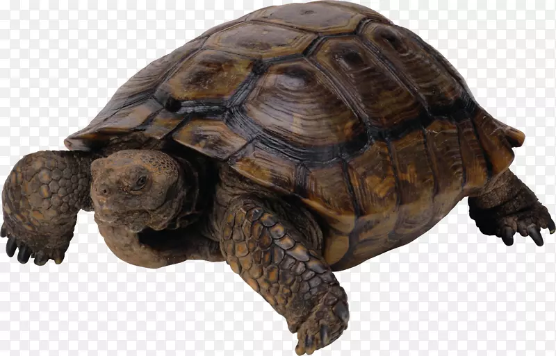 海龟爬行动物-海龟PNG