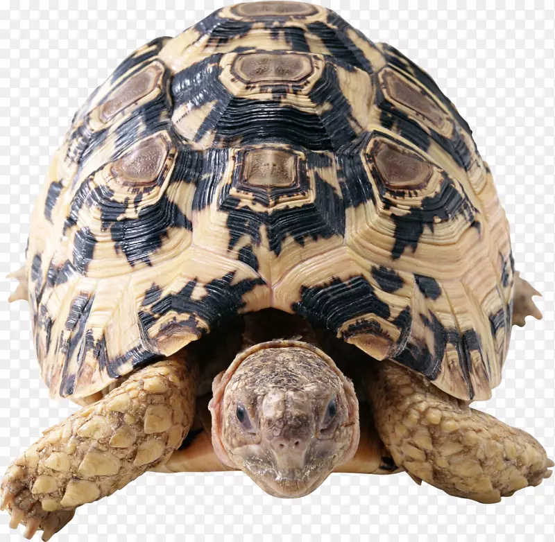 海龟爬行动物黄褐色海龟PNG