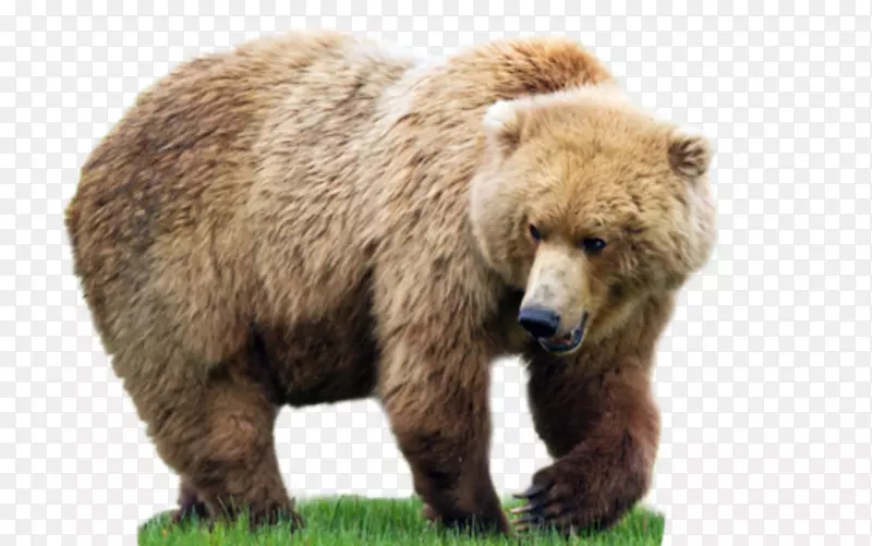 棕色熊小旅行动物事实书：为儿童动物-熊PNG