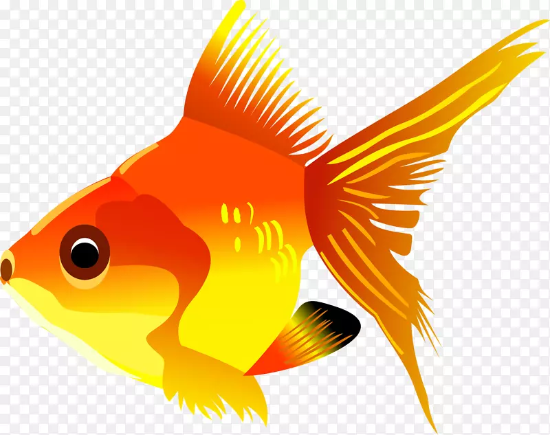 金鱼海洋生物图形动物.金鱼png图像