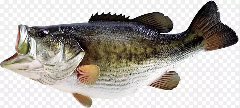 大口鲈鱼小嘴鲈鱼捕捞-鱼PNG图像