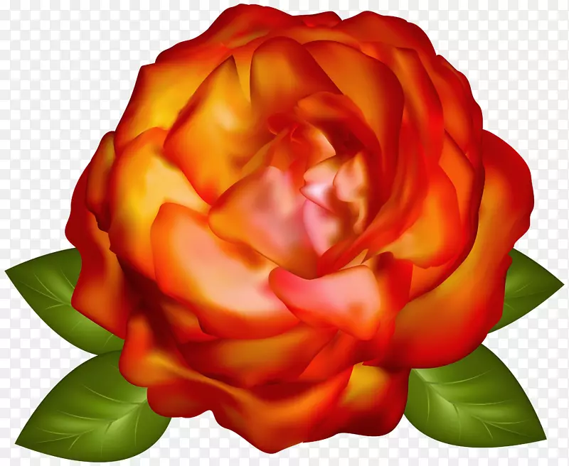 花园摄影-美丽玫瑰透明PNG图像