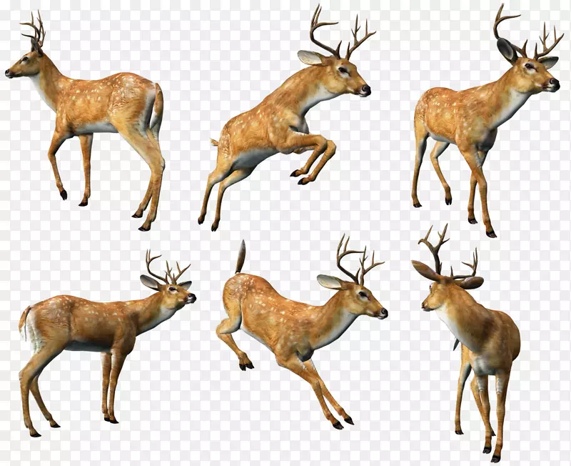 驯鹿麋鹿，白尾鹿，麝香鹿-3D鹿群