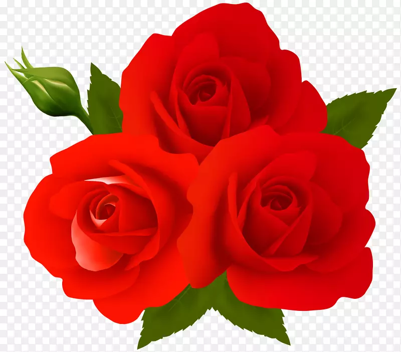 花园玫瑰、蜈蚣玫瑰、剪贴画-玫瑰PNG剪贴画