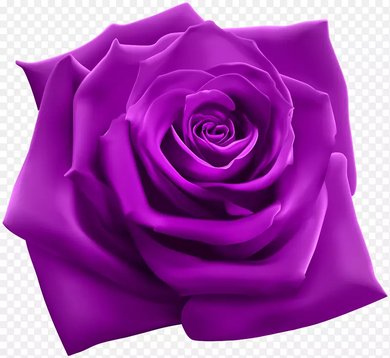 玫瑰插图摄影插图-紫色玫瑰PNG剪贴画
