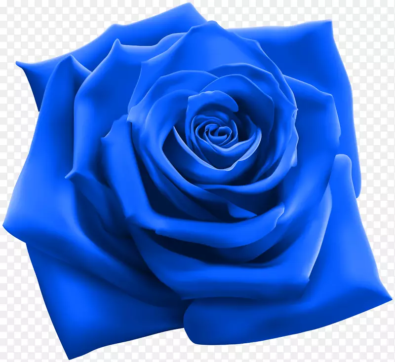 玫瑰插图摄影插图-蓝色玫瑰PNG剪贴画