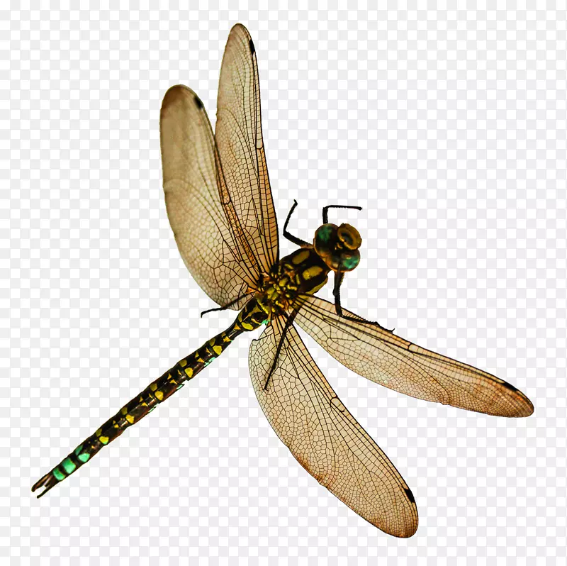 蜻蜓可伸缩图形图标计算机文件-蜻蜓png