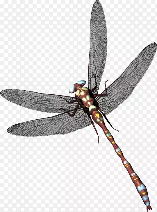 蜻蜓图标-蜻蜓PNG