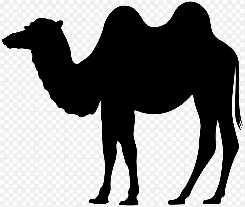 腰部剪影剪贴画-骆驼剪影PNG剪贴画
