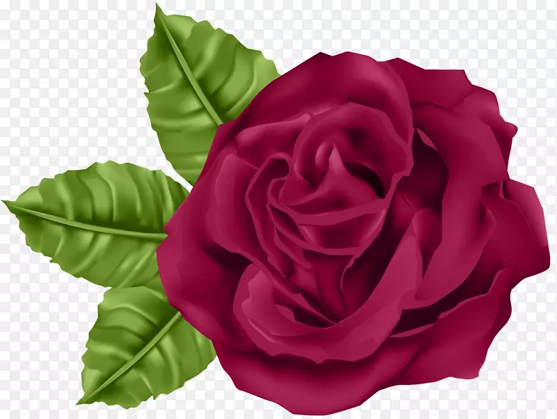 花园玫瑰，蜈蚣，玫瑰，剪贴画-玫瑰PNG剪贴画图像
