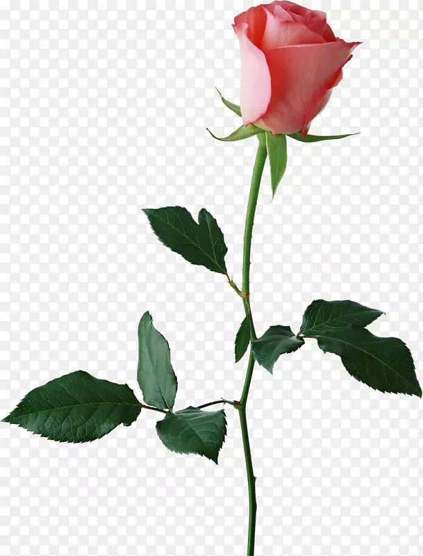 玫瑰花蕾，蒙大拿州玫瑰花蕾广场购物中心，玫瑰花蕾餐厅，公司办公室-大玫瑰花蕾