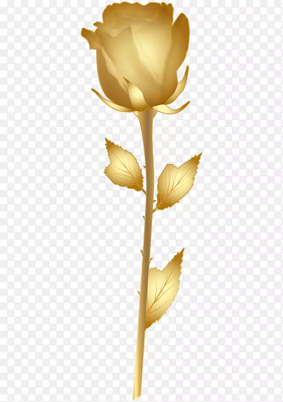 金玫瑰剪贴画-美丽的金玫瑰PNG剪贴画形象
