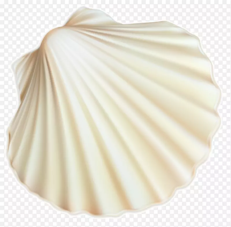 海鲜餐厅#6贝壳信任螺旋-白色贝壳PNG剪贴画