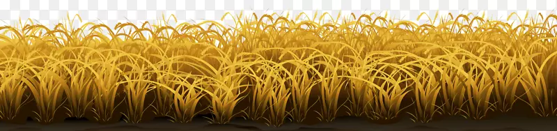 麦秸-小麦地面透明PNG剪贴画图像