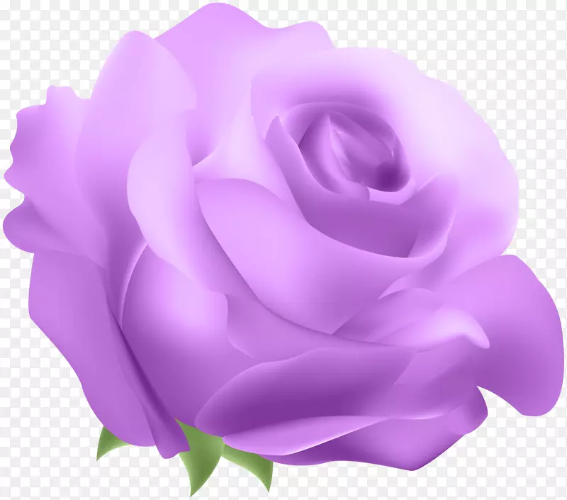 蓝色玫瑰剪贴画-装饰玫瑰紫色PNG剪贴画