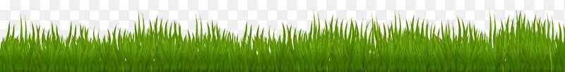 麦草绿叶植物茎-草PNG剪贴画图像