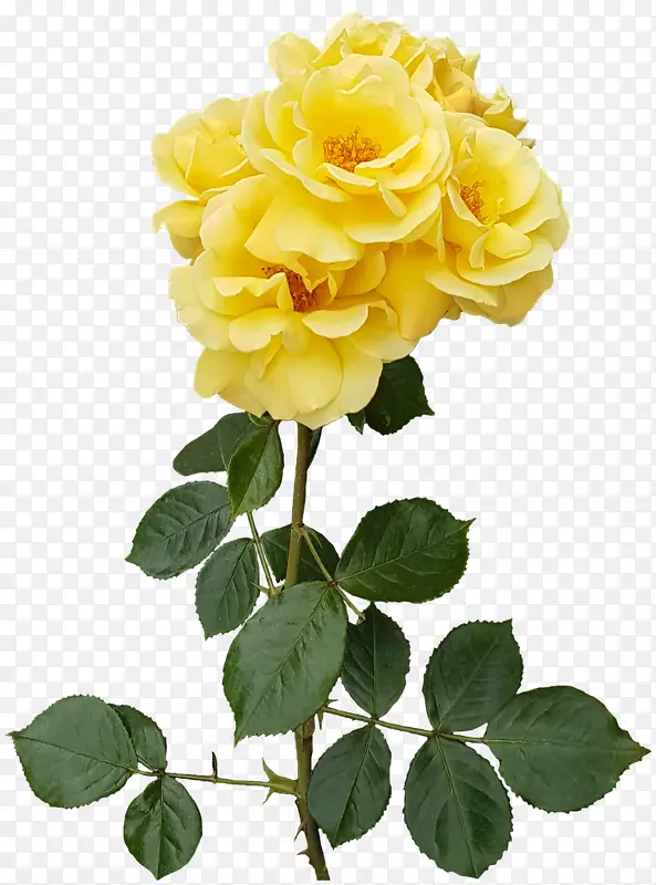 花园玫瑰、花蜈蚣、玫瑰花-黄玫瑰透明PNG图像