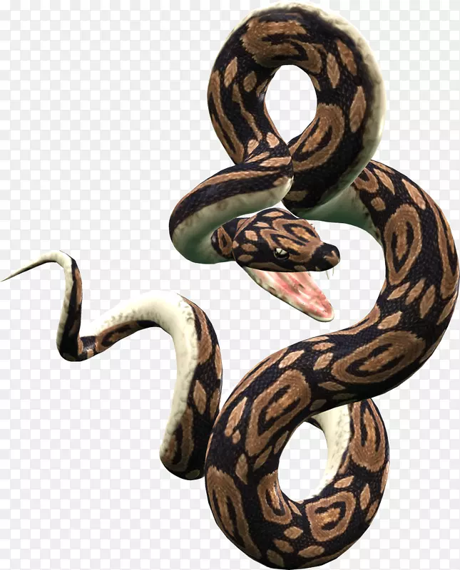 蛇蜥蜴爬行动物-蛇PNG图片下载