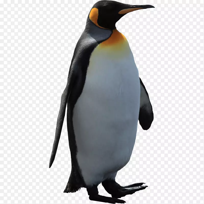 帝企鹅颈部动物喙-企鹅图片