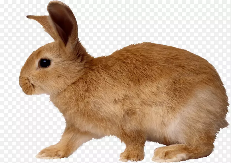 欧洲兔棉尾兔-兔PNG图像
