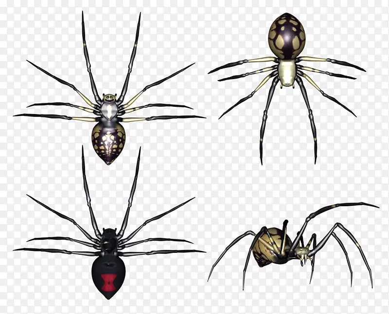 红背蜘蛛昆虫剪贴画-蜘蛛PNG图像
