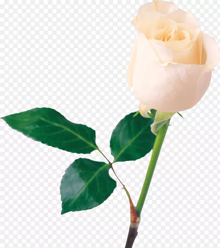 玫瑰花白色-白色玫瑰PNG图像花白色玫瑰PNG图片