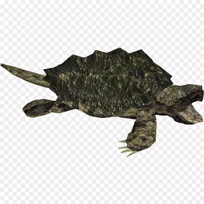 常见海龟鳄鱼抓取海龟图片