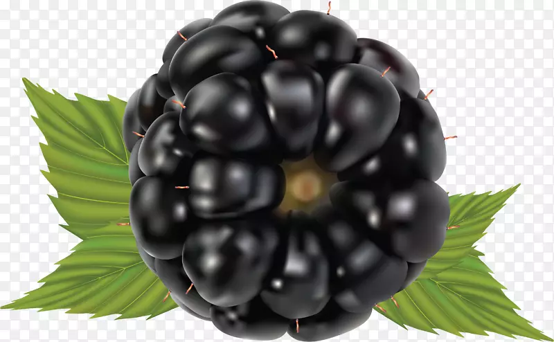 水果黑莓覆盆子-黑莓PNG