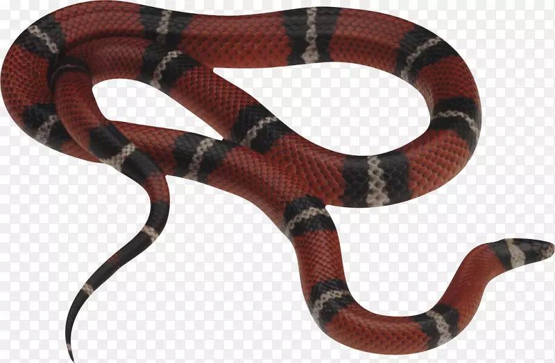 实蛇爬行动物毒蛇东方棕蛇-蛇PNG图片下载免费