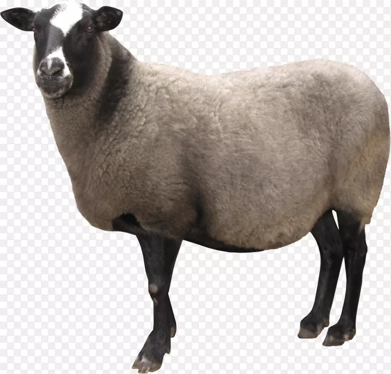 绵羊剪贴画-羊PNG形象