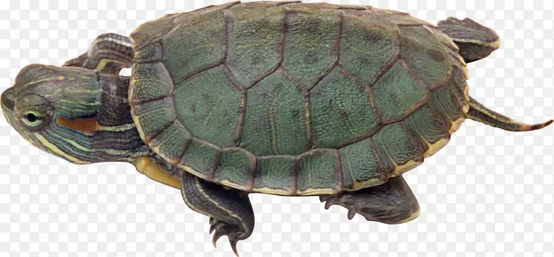绿海龟风景画壁纸-海龟PNG