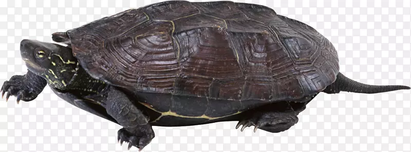 常见海龟盒龟-海龟PNG