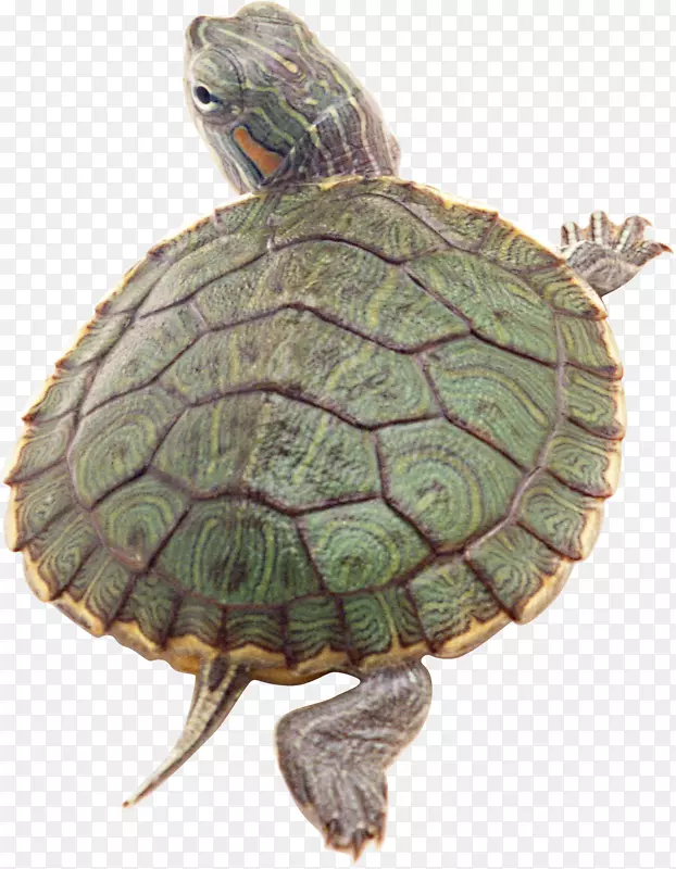 竹箱海龟爬行动物池塘滑块金币龟-龟PNG