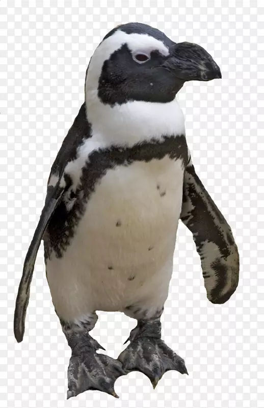企鹅燕尾服计算机文件-企鹅png图像