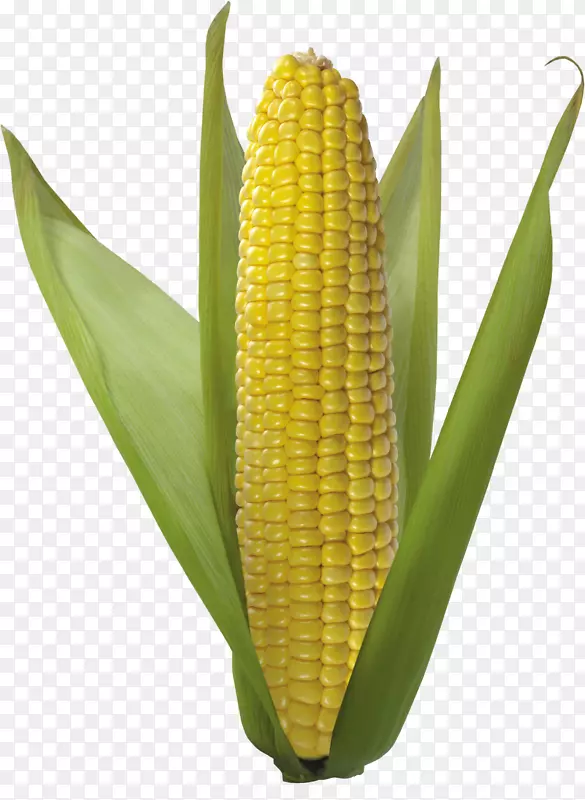 玉米甜玉米-玉米PNG图像