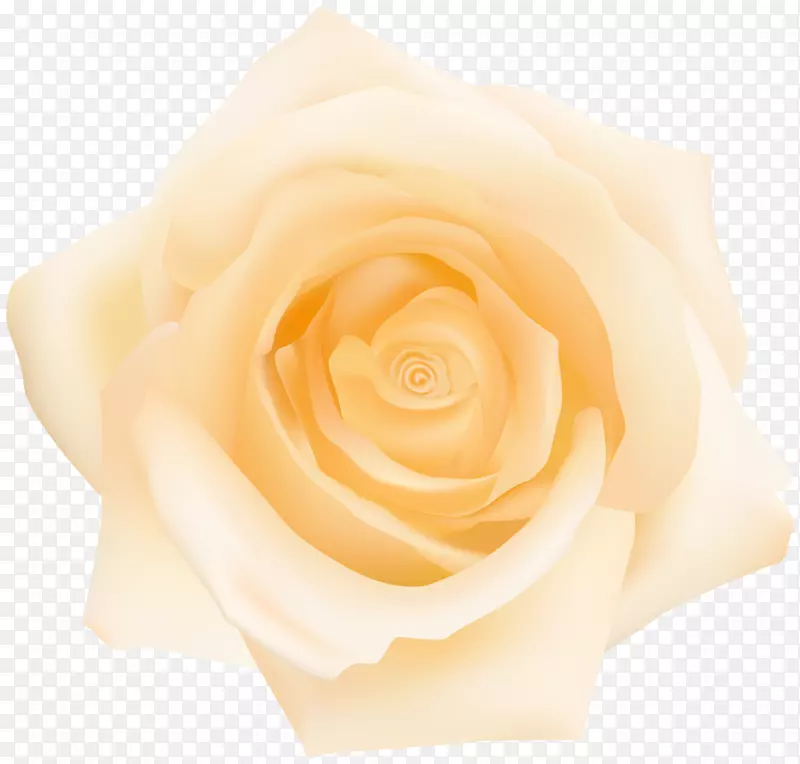 花园玫瑰切花，花瓣黄玫瑰透明剪贴画