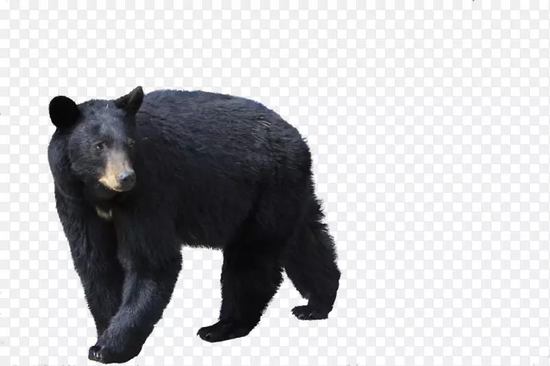 棕熊北极熊佛罗里达黑熊图片