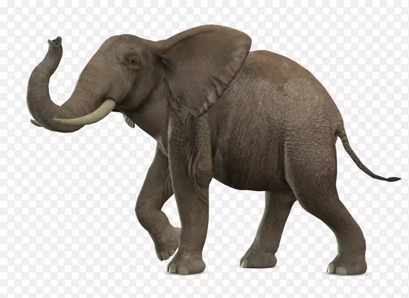 非洲灌木象亚洲象PNG