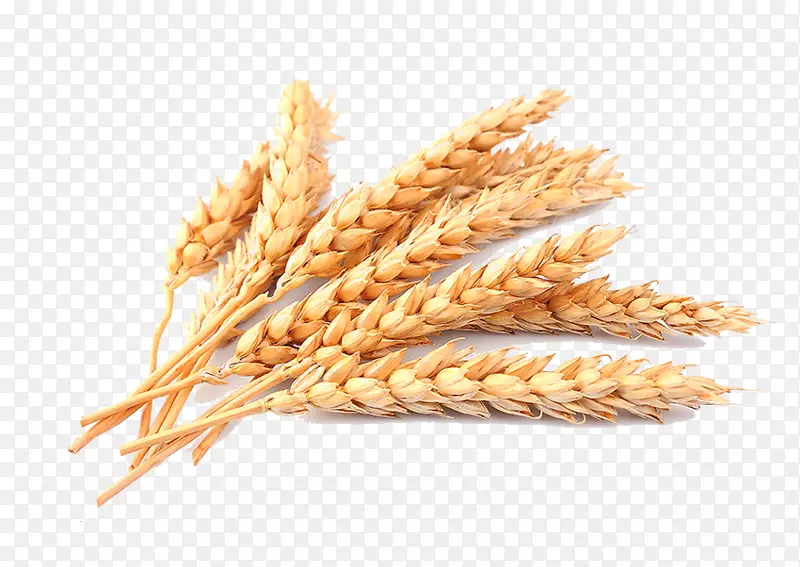 麦秸谷物-小麦PNG